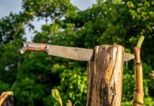 Guerra ai coltelli anche in South Australia